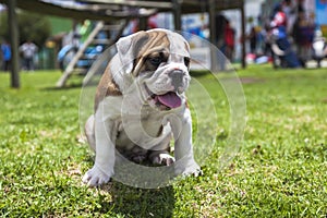 English Bulldog puppy