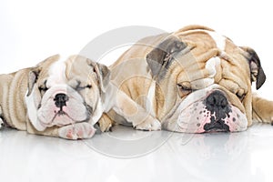 English bulldog puppy with adult bulldog isolated