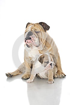 English bulldog puppy with adult bulldog isolated