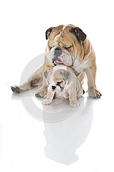 English bulldog puppy with adult bulldog isolated