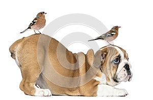 English Bulldog Puppy bottom up with two common chaffinch on head and tail