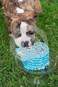 English Bulldog Puppy Eating Cake