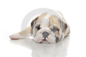 English bulldog puppy isolated