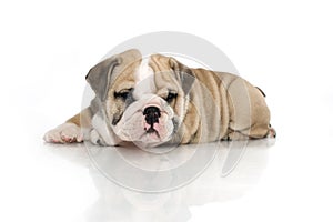 English bulldog puppy isolated