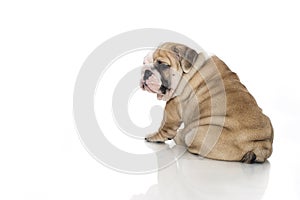 English bulldog puppy isolated