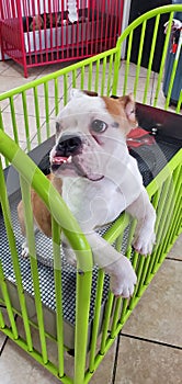 English bulldog puppy with a large underbite