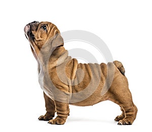 English bulldog puppy looking up, isolated