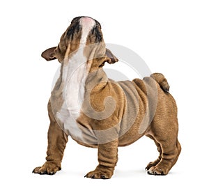 English bulldog puppy looking up, isolated