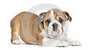 English Bulldog Puppy lying and facing, 2 months old