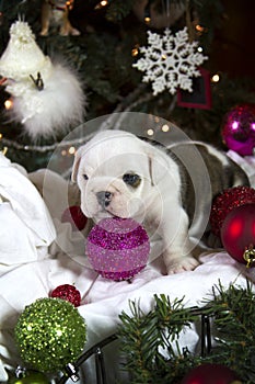 English Bulldog puppy with ornament