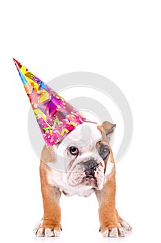 English bulldog puppy with a party hat