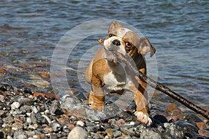 English Bulldog puppy playing on the beach