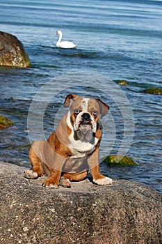 English Bulldog puppy playing on the beach