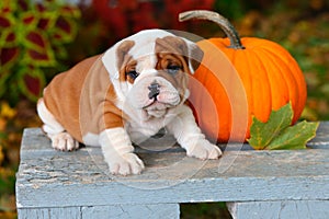 English Bulldog puppy sitting on garden bench with pumpkin