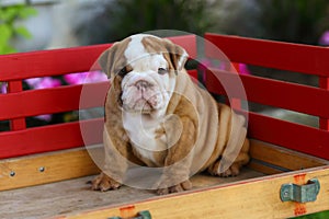 English Bulldog puppy sitting on wagon