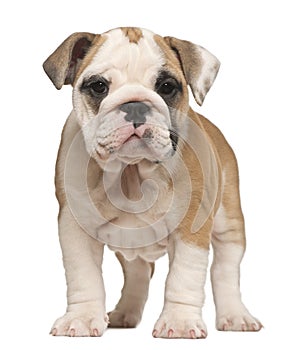 English Bulldog puppy, standing, 2 months old