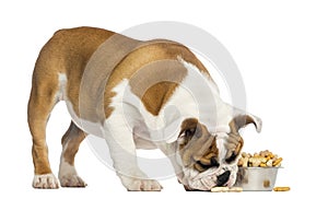 English Bulldog puppy standing, eating from a bowl full