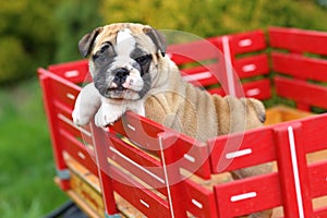 English Bulldog Puppy Standing on Red Wagon