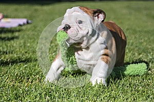 English bulldog puppy with a toy