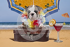 English Bulldog puppy under beach umbrella