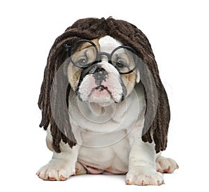 English bulldog puppy wearing a dreadlocks wig and glasses