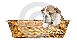 English Bulldog Puppy in a wicker basket, 2 months old