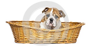 English Bulldog Puppy in a wicker basket, 2 months old