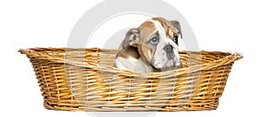 English Bulldog Puppy in a wicker basket, 2 months old