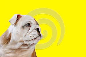 An English bulldog puppy on a yellow background. A thoroughbred dog. Pets. Copy space