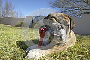 English bulldog with red bone named Luka playing in back yard in Tucson, AZ