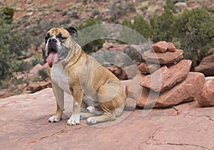 English bulldog and red rocks in the desert