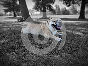 English Bulldog relaxing on the grass