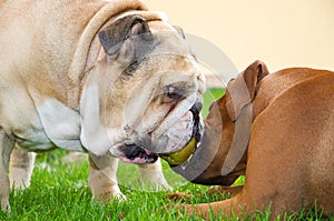 English bulldog and rhodesian ridgeback playing