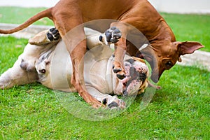 English bulldog and rhodesian ridgeback playing