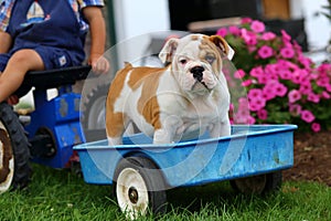 English Bulldog riding in blue toy wagon