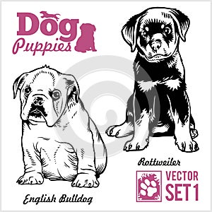 English Bulldog and Rottweiler - Dog Puppies. Vector set. Funny dogs puppy pet characters different breads doggy