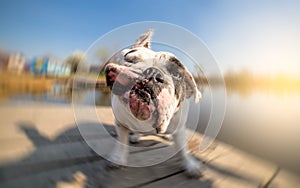 English bulldog shaking off water after swimming