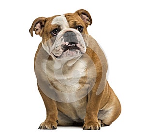 English Bulldog showing teeth, sitting, 1 year old