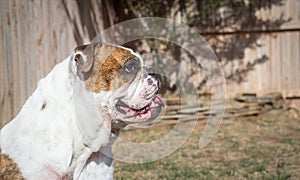 English Bulldog side profile