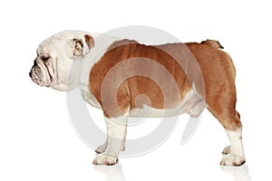 English bulldog. Side view