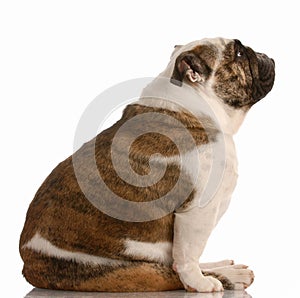 English bulldog sitting