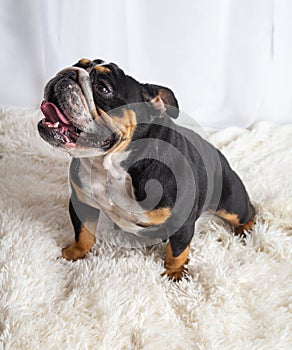 English bulldog sitting