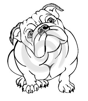 English bulldog sitting