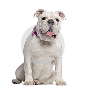 English Bulldog sitting, 7 months old