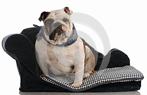 English bulldog sitting on dog bed