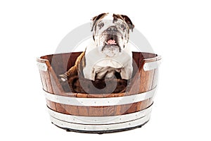 English Bulldog Sitting in a Dog Bed