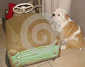 The english bulldog sitting  near a toy car