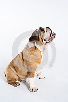 An English Bulldog is sitting with its mouth open and is isolated on white. The English Bulldog is a purebred dog with a