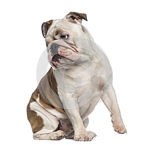 English Bulldog sitting (8 months old)