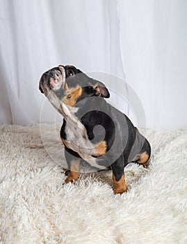 English bulldog sitting in studio